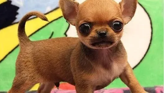吉娃娃|科学喂养 新生吉娃娃幼犬喂养指南