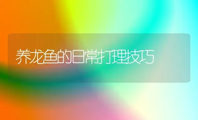 养龙鱼的日常打理技巧 | 鱼类宠物