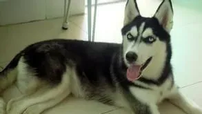 被狗咬过怎么办 清理伤口及时注射狂犬疫苗 | 狗