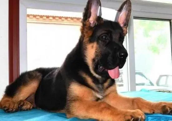 德国牧羊犬|德国牧羊犬受孕的最佳时间