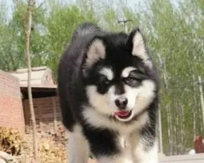 阿拉斯加犬|饲养阿拉斯加犬前要考虑哪些事情