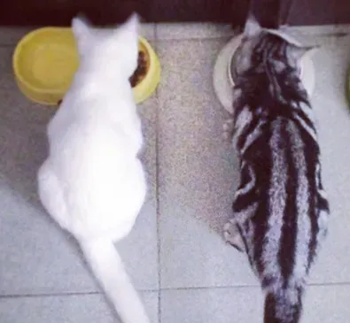 猫为什么不能吃鱿鱼 吃多易引起过敏 | 猫