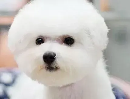 比熊犬|比熊犬患上感冒有哪些症状