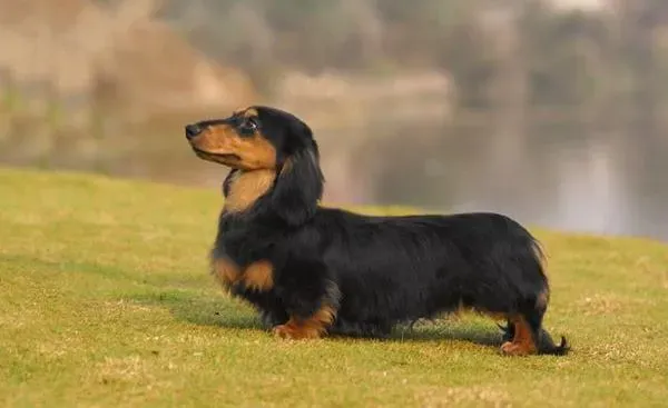 腊肠犬|忠诚告示 饲主在照顾腊肠犬时需要哪些建议