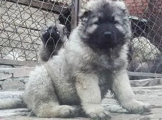 高加索犬|高加索犬病态性的掉毛是怎么回事