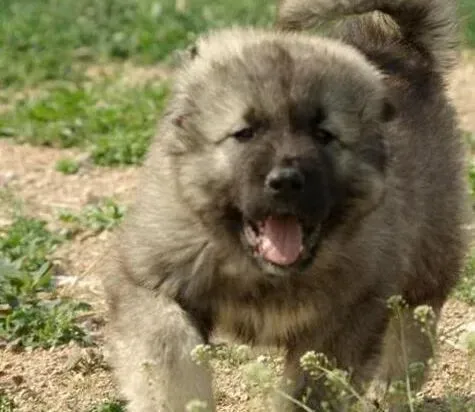 高加索犬|高加索犬耳朵内侧长了很多疙瘩应怎么办