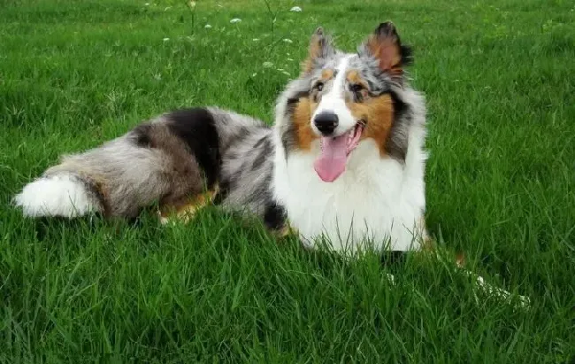 苏格兰牧羊犬|苏格兰牧羊犬大便中带血应如何治疗