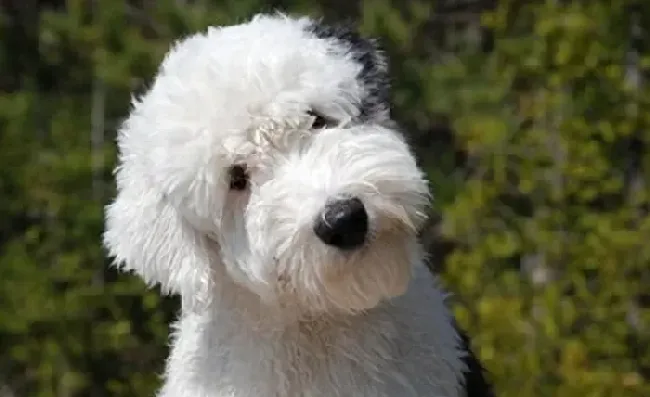 古代牧羊犬|营养大科学 古代牧羊犬缺少碘的异常现象及补碘方法