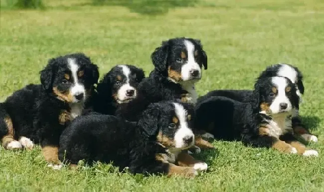 伯恩山犬|如何照顾好年老伯恩山犬的衣食住行