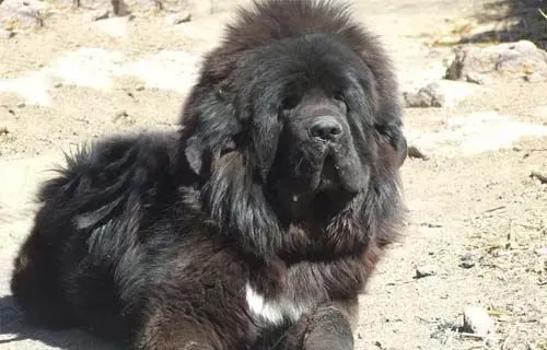 藏獒幼犬怎么养 饲养者需要注意什么 | 藏獒
