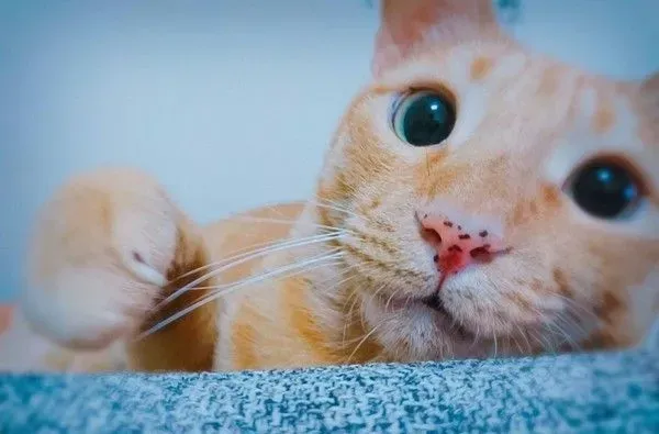 爸爸的吸猫症再发作 该是橘猫椪柑和虎斑跳跳上场啦 | 猫