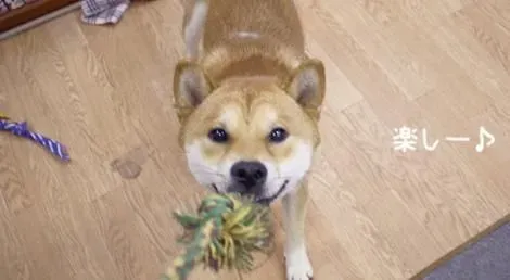 柴犬小时候毛色 柴犬原来有这么多颜色 | 柴犬