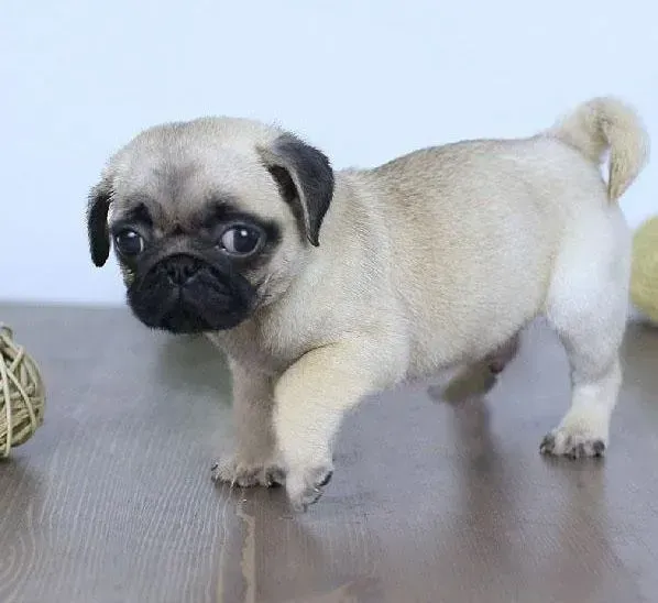 巴哥犬|巴哥犬不吃东西，而且吐了这是什么情况