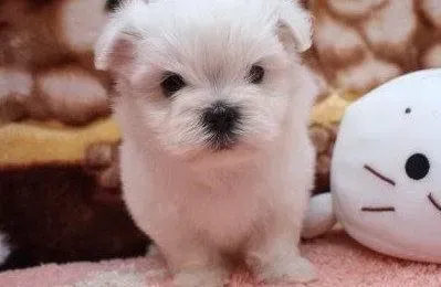 马尔济斯|马尔济斯犬喜欢吃纸舔墙壁是异食症吗