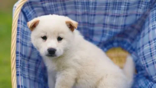 狗能看到几个颜色 人犬视觉的相异处 | 狗