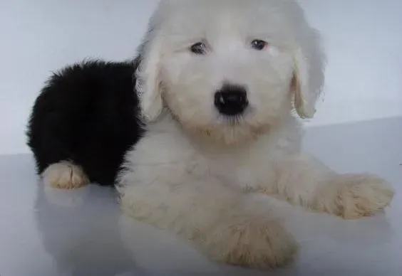 古代牧羊犬|古代牧羊犬身上出现很多浓黄色脓液应怎么处理