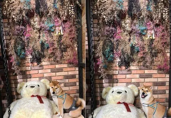 2柴和照？原来还有一只隐藏版的袋鼠黑柴 | 狗