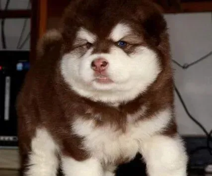 阿拉斯加犬|阿拉斯加犬腿窝有个黄色脓包是什么东西