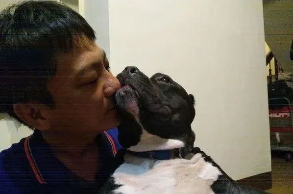 比特犬睡到翻白眼 超崩坏的模样让马麻傻眼 | 狗