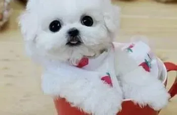 比熊犬|比熊犬很可爱怎样正确的的照顾它