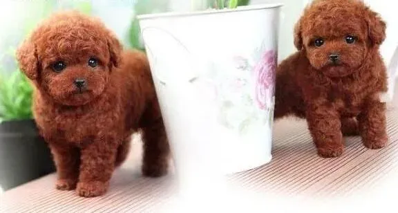 泰迪犬|为泰迪犬梳理毛发的两点妙招