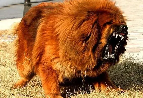 藏獒|清洁卫士之如何科学合理的给藏獒洗澡