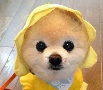 博美犬|博美犬最近有点咳嗽，干呕是什么原因