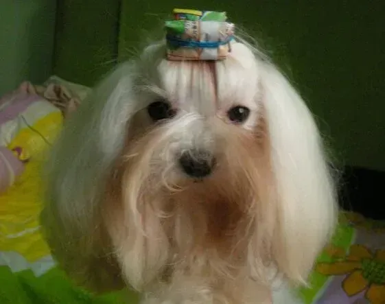 马尔济斯|给马尔济斯犬梳理毛发的工具有哪些