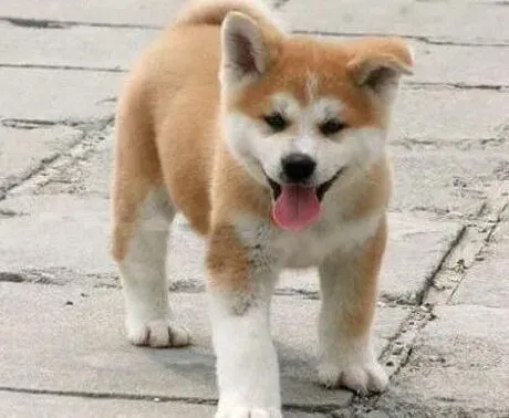 秋田犬|不要错过了给秋田犬补钙的最佳时期