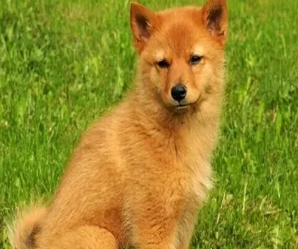  芬兰猎犬怎么训练 利用食欲反射训练 | 芬兰猎犬