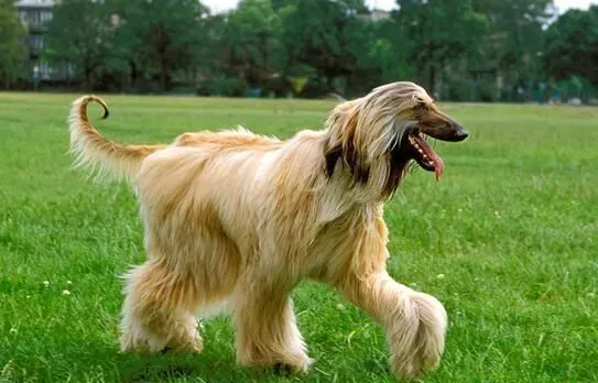 阿富汗猎犬用什么香波 怎么给阿富汗挑选沐浴液 | 阿富汗猎犬