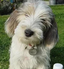 贝吉格里芬凡丁犬的训练方法 进行环境复杂化锻炼 | 贝吉格里芬凡丁犬