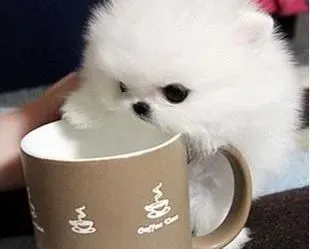 茶杯犬|茶杯犬洗澡后有点感冒吃什么药好