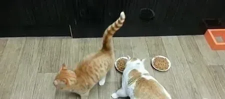 狗可以吃猫粮吗 是不可以采食猫粮的 | 猫