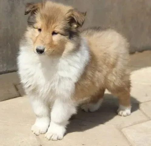 苏格兰牧羊犬|苏格兰牧羊犬这几天食欲不太好，没事吧