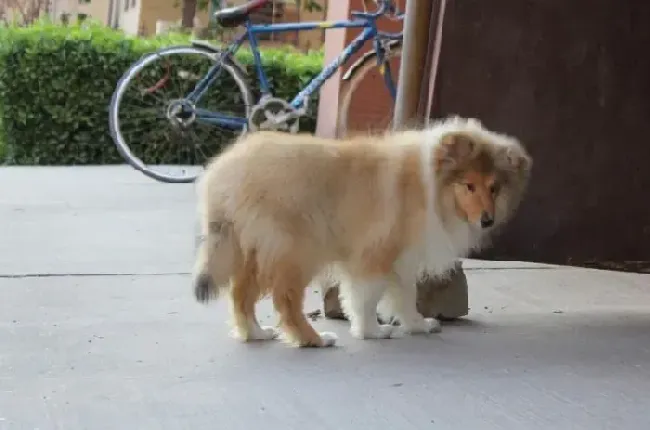 苏格兰牧羊犬|苏格兰牧羊犬肚子上长了个包是什么东西