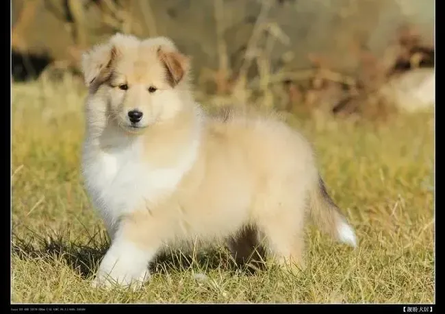 苏格兰牧羊犬|苏格兰牧羊犬驱虫药吃多了有事吗