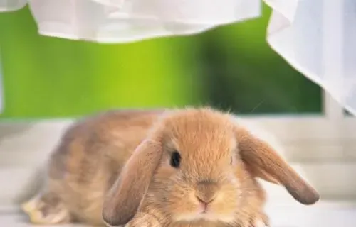 荷兰垂耳兔聪明吗 环境不同兔子也不同 | 荷兰垂耳兔