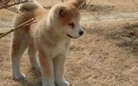 秋田犬|两招轻松搞定秋田犬偏食的坏毛病