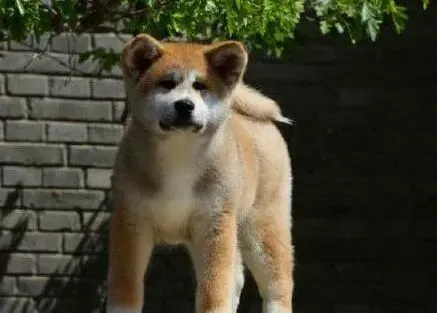 秋田犬|秋田犬肚子胀，不排便是怎么回事