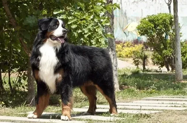 伯恩山犬|伯恩山犬吃完驱虫药之后有哪些注意事项