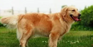 金毛|科学照顾金毛犬需要注意哪些事情