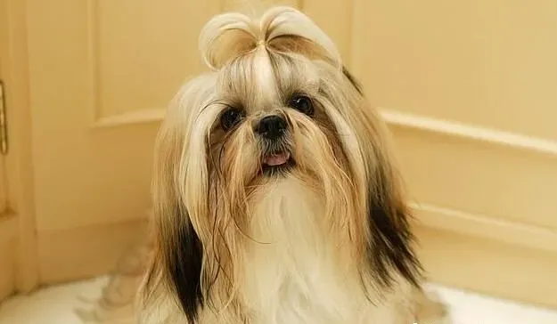 西施犬如何美容 西施犬定期修剪指甲 | 西施犬