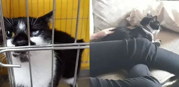 爱蹭讨摸的独眼猫 亲人性格成动物之家的迎宾猫