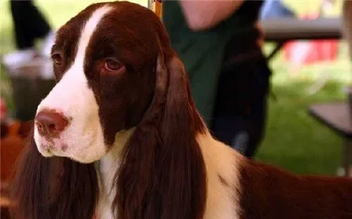 史宾格犬怎么喂 经常吃一些钙粉或钙片 | 史宾格犬