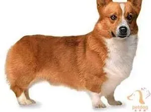 柯基犬|柯基犬吃完石头呕吐拉稀如何处理