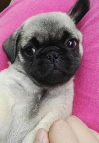 巴哥犬|巴哥犬的右眼睛肿了，而且流泪怎么办