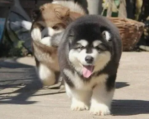 阿拉斯加犬|阿拉斯加雪橇犬吃骨头的讲究多