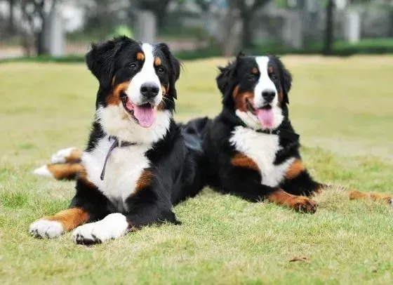 伯恩山犬|怎么给伯恩山犬清洁耳朵