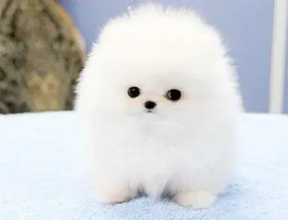 博美犬|居住环境会影响到博美犬的心情吗